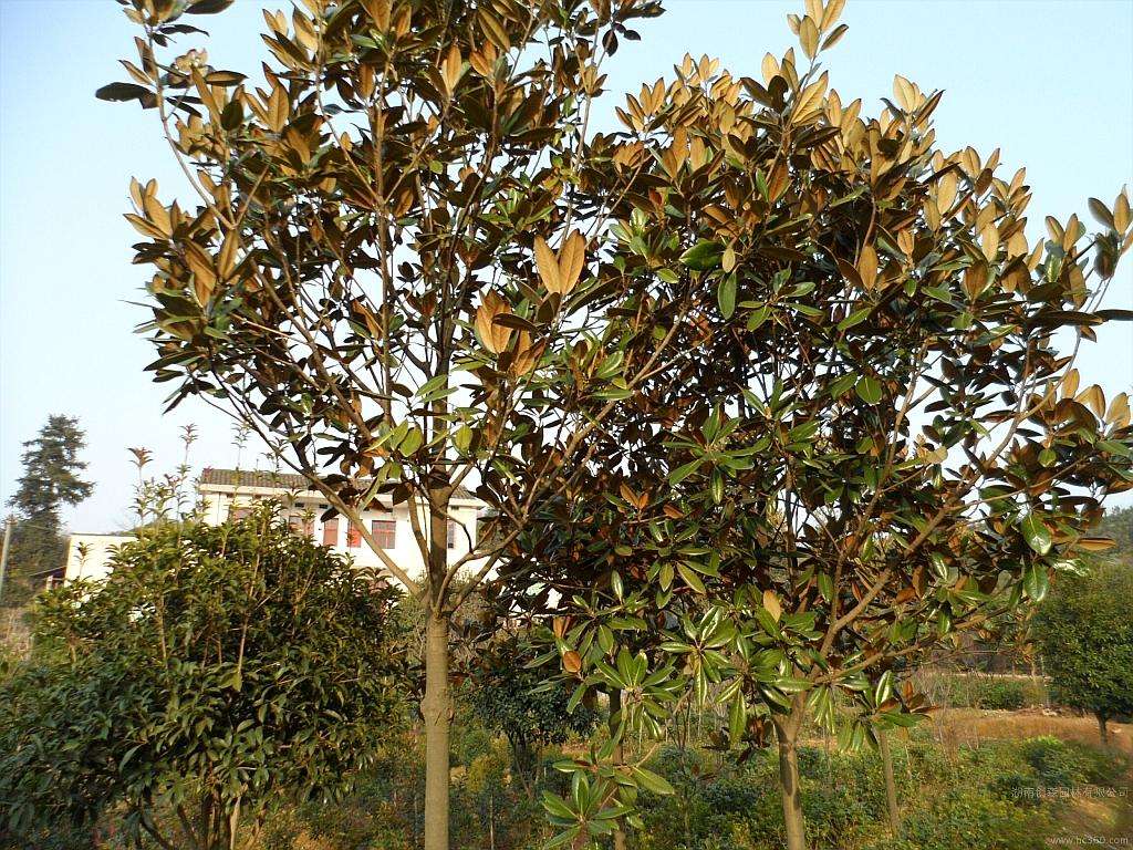 紫玉兰、广玉兰、白玉兰哪个品种好_怎么区别紫玉兰和红玉兰