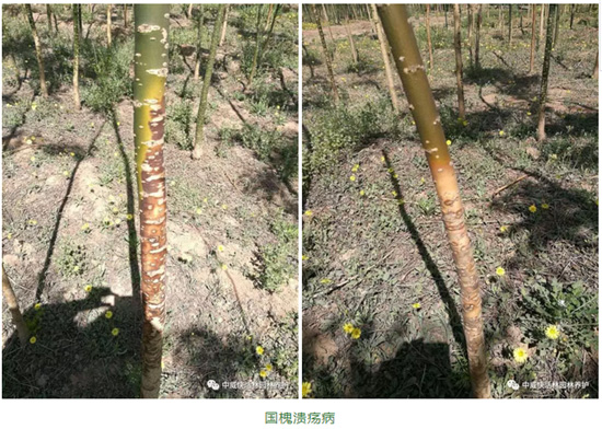 国槐腐烂病、溃疡病、白粉病的综合防治