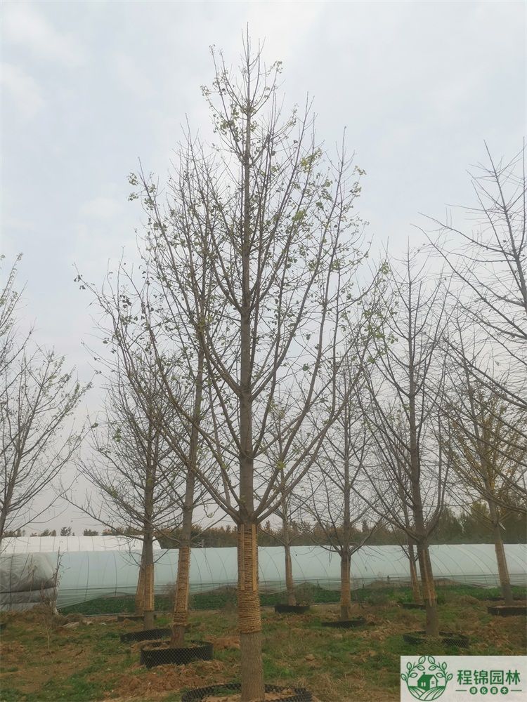 20公分黄瓜视频APP在线价格_最新20公分黄瓜视频APP在线市场价格