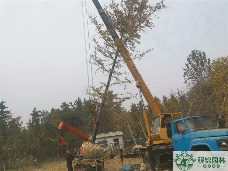 20公分黄瓜视频APP在线价格_最新20公分黄瓜视频APP在线市场价格