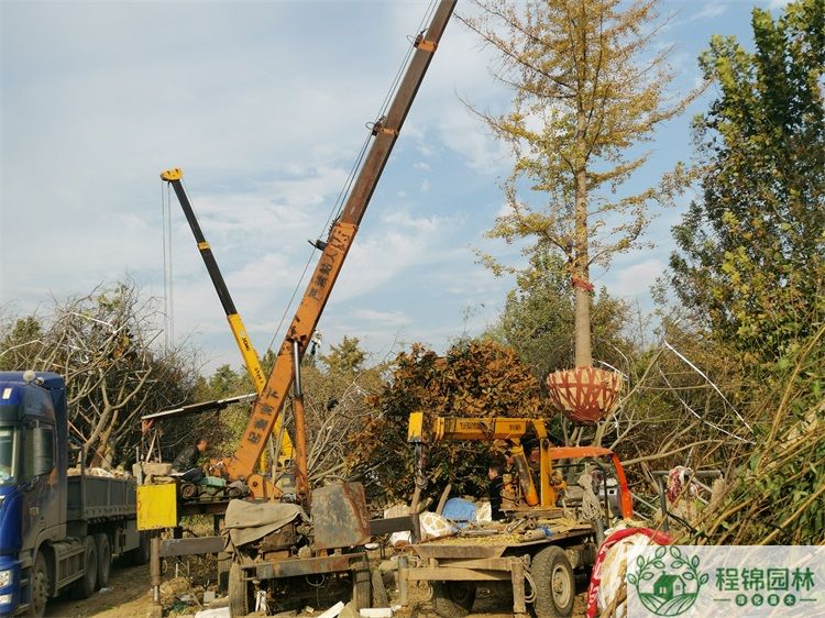 25公分黄瓜视频APP在线_25公分黄瓜视频APP在线价格最新报价