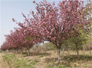 樱花树