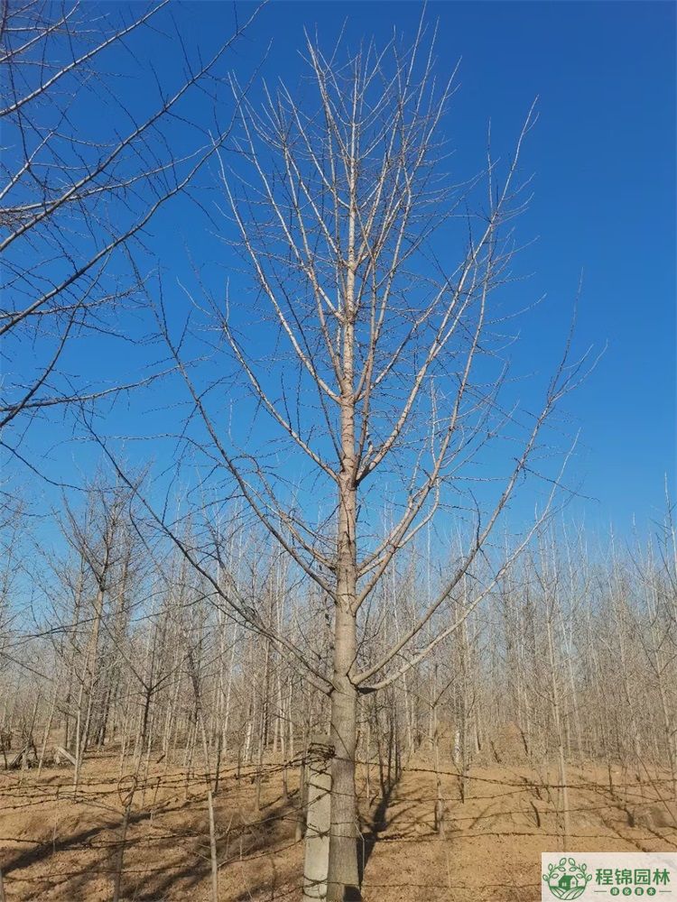 黄瓜视频APP在线