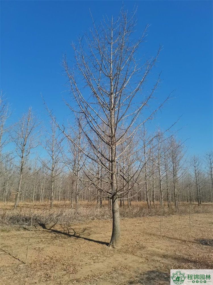 黄瓜视频APP在线